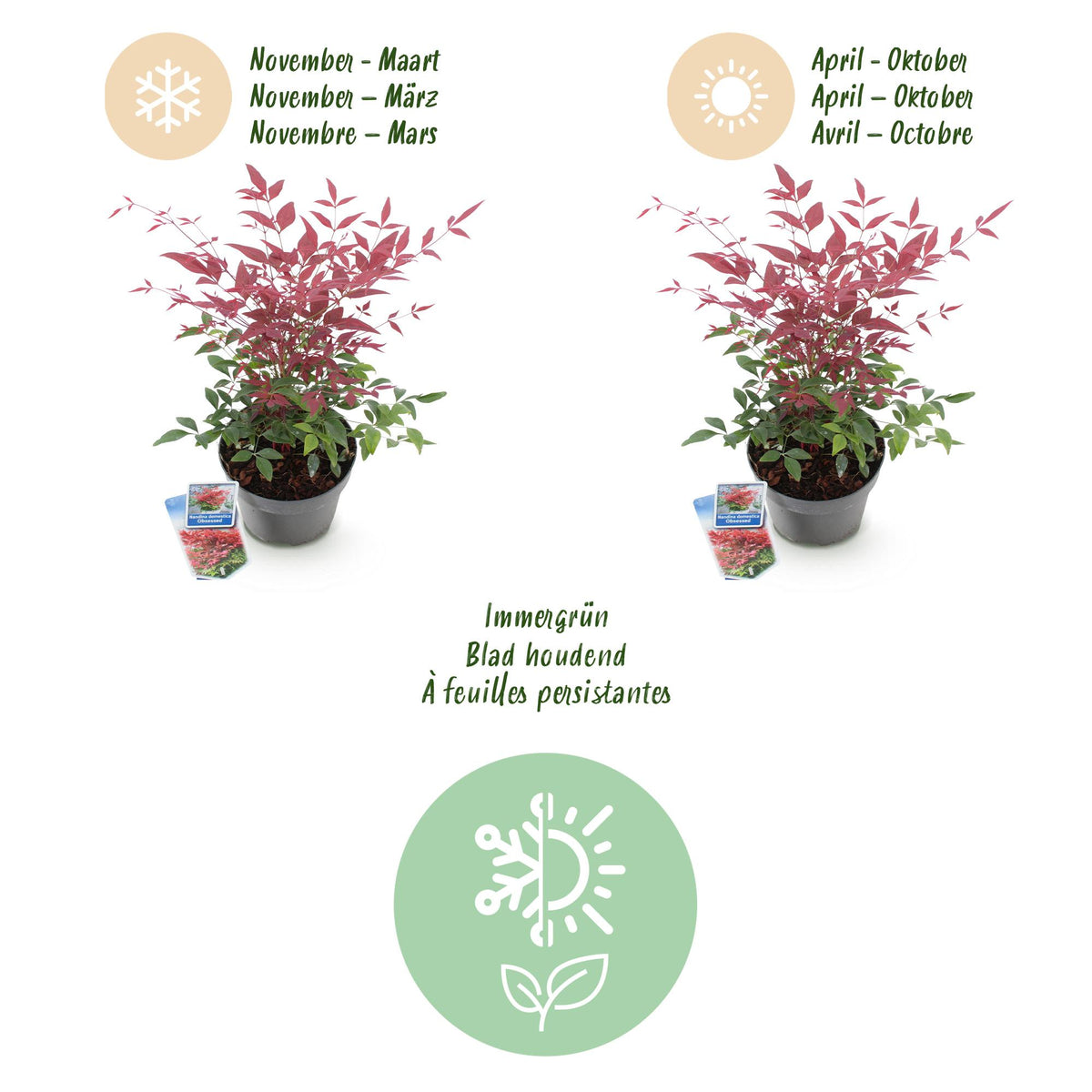GreenboutiQ - Gartenpflanze - Nandina Obsessed - Rot - 1 Pflanze - Immergrün - Wenig Pflege - Topf 17cm Höhe 45cm 