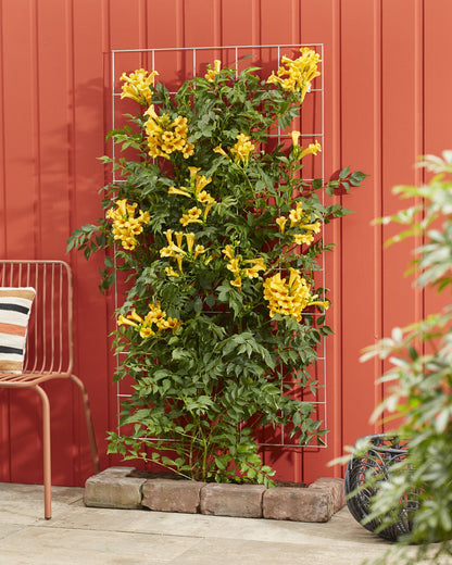 Trompetenblume Gelb - Campsis Summer Jazz 'Gold Trumpet' - Ø15cm - ↕65cm 