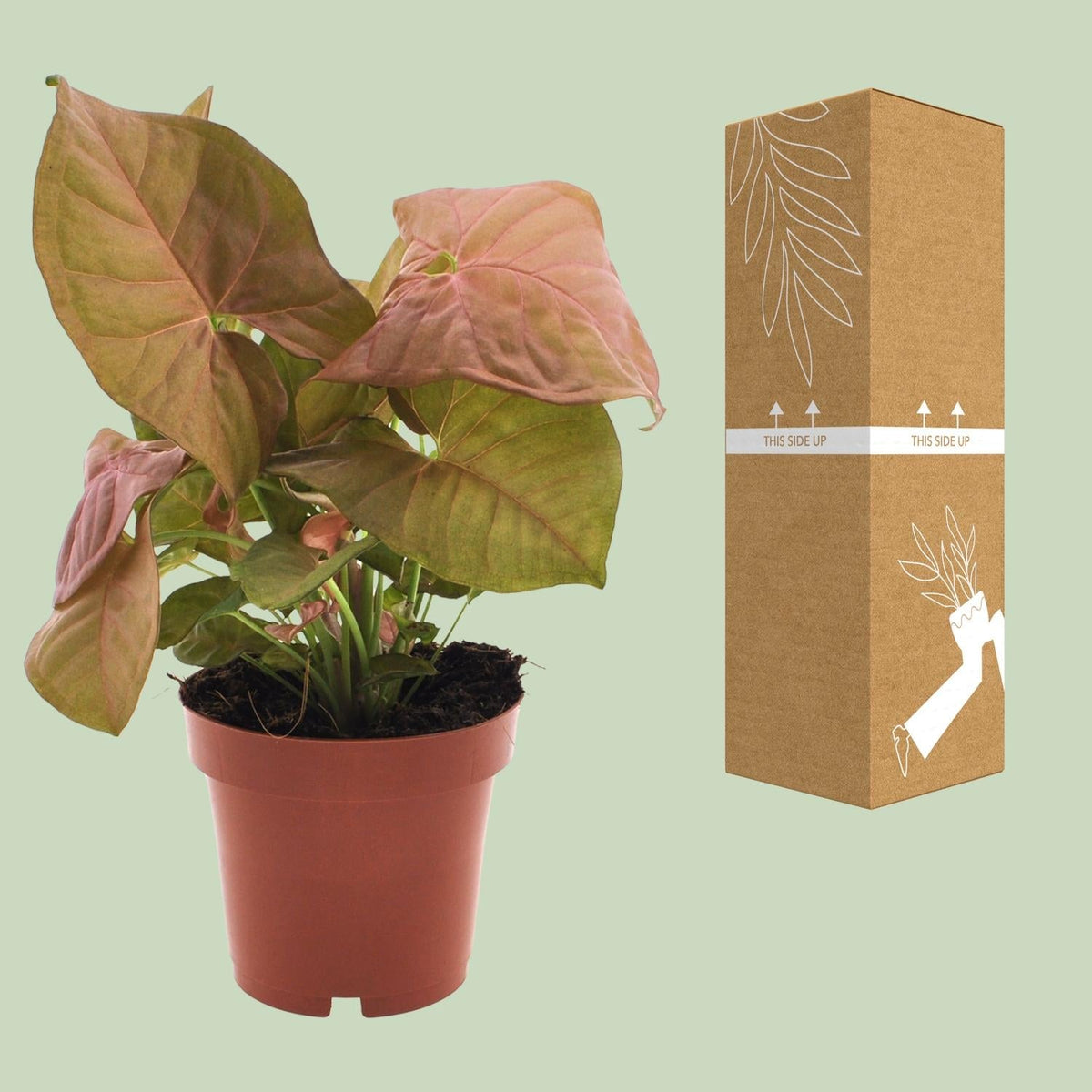 Purpurtute – Syngonium Neon – Pfeilspitzengewächs – Zimmerpflanze – Ø12 cm – ↕25 cm – Halbschatten – Pflegeleicht – Dekorativ 