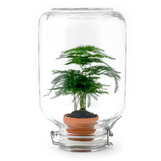 Flaschengarten Terrarium Easyplant Spargel – Lebende Zimmerpflanze im Einmachglas mit Edelstahlverschluss – Pflegeleicht & Selbstversorgend 