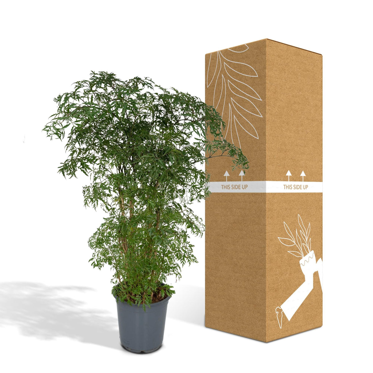 Polyscias Fruticosa (Aralia) - Ø21cm - ↕75cm 