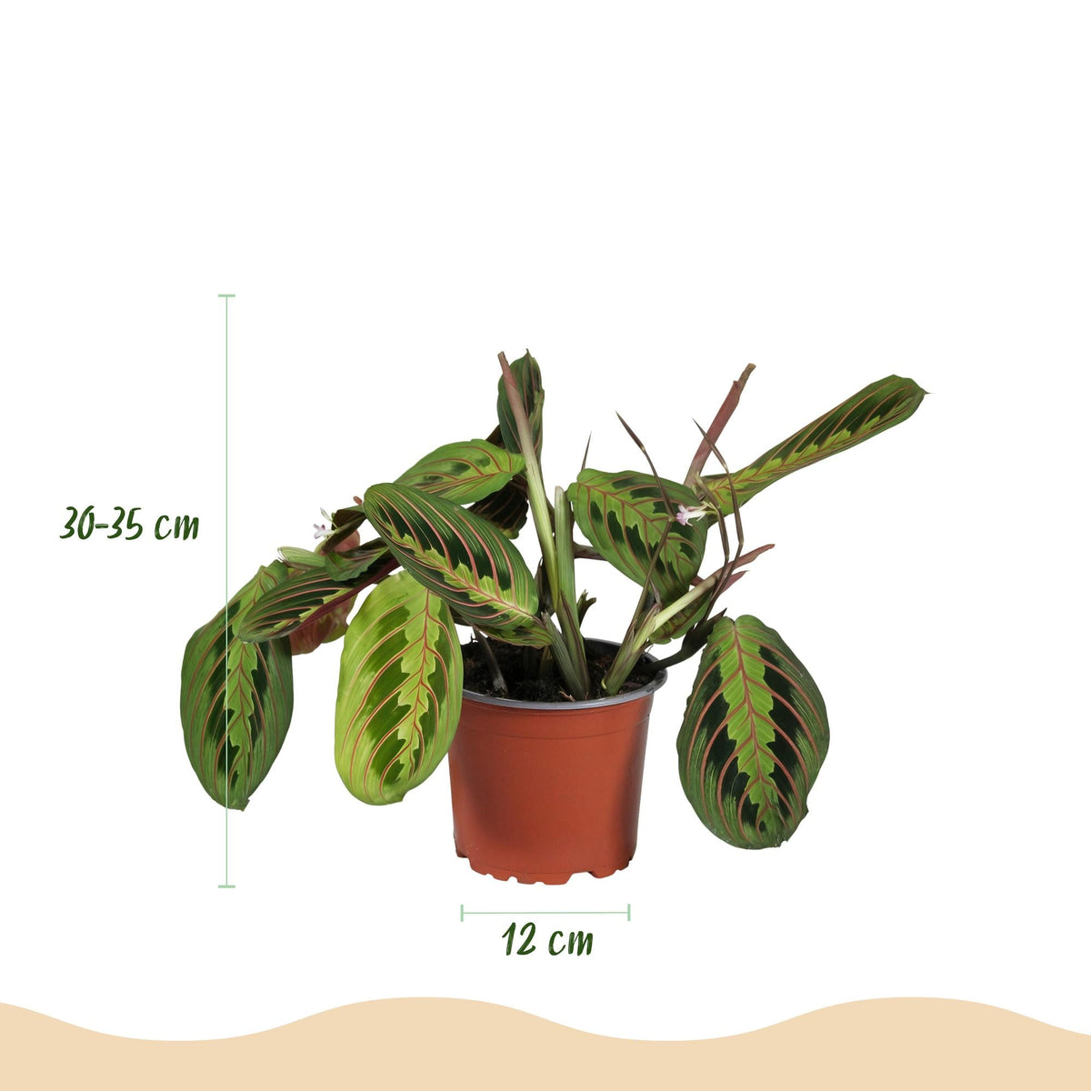 Maranta Fascinator Tricolour Gebetspflanze Pfeilwurz – Grün mit roten Adern – 2 Pflanzen im Set – Topf 12cm – Höhe 30-35cm