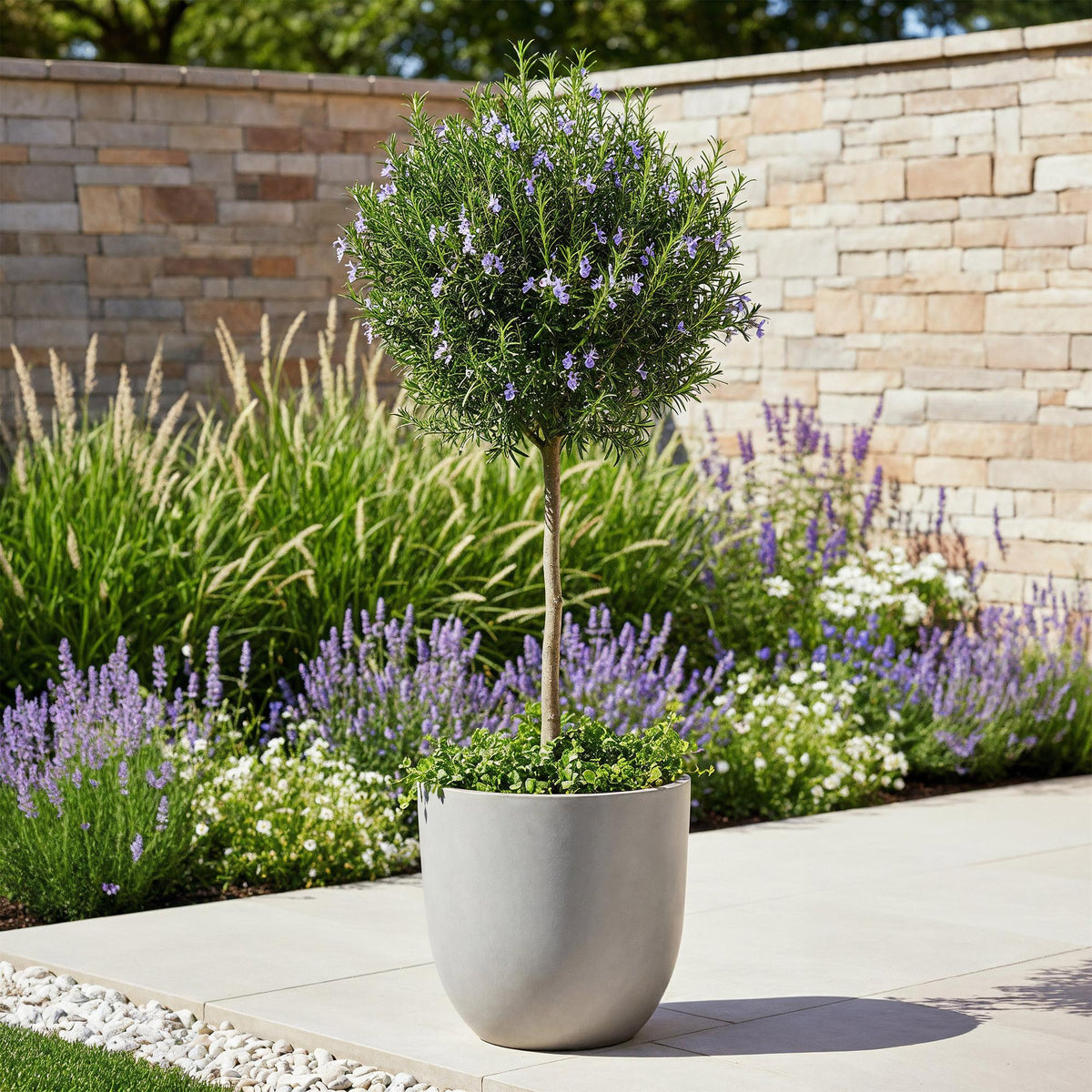 GreenboutiQ - Stamm Pflanze - Rosmarinus officinalis - Terrassen Pflanze - Immergrün - Winterhart - Lila Blüte - Topf 19cm Höhe 90cm 