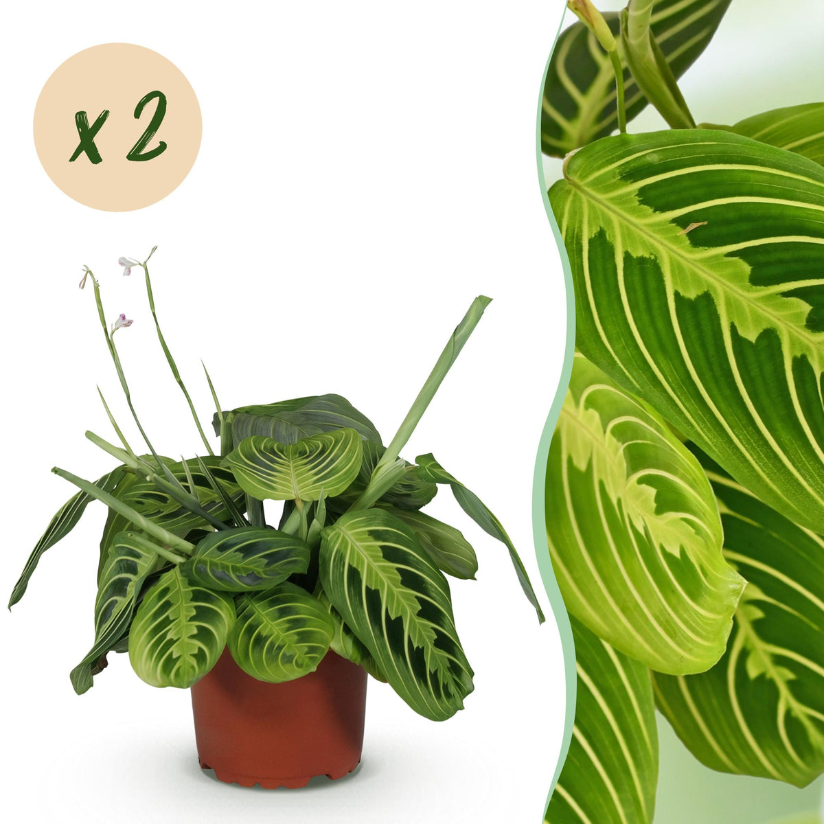 Green boutiQ - Zimmerpflanze - Maranta Fascinator Lemon Lime - Gebetspflanze - Haustierfreundlich - Grün - 2 Pflanzen - Topf 12cm - Höhe 30-35cm 