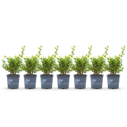 GreenboutiQ - Buxus Hecke - BetterBuxus Babylon Beauty - Resistent gegen die Buxuskrankheit - 7 Pflanzen - 1 laufender Meter - Topf 10,5cm Höhe 25-30 