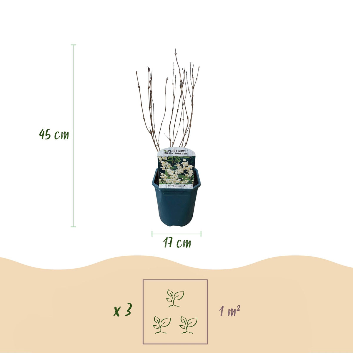 Deutzia Gracilis – Zierlicher Strauch – Blüte Weiß – Bienen- & Schmetterlingsfreundlich – 17 cm x H45 cm – pflegeleicht 