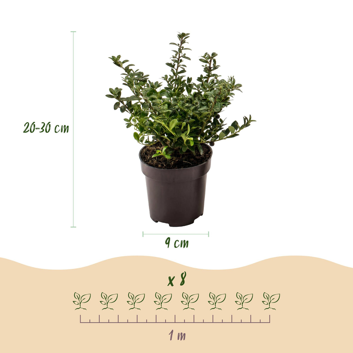 Japanische Stechpalme 'Stokes' – Ilex crenata 'Stokes' – 8 Heckenpflanzen – Topf Ø9cm – Höhe 20-30cm – Ansicht 4