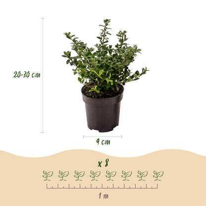 Japanische Stechpalme 'Stokes' – Ilex crenata 'Stokes' – 8 Heckenpflanzen – Topf Ø9cm – Höhe 20-30cm – Ansicht 4