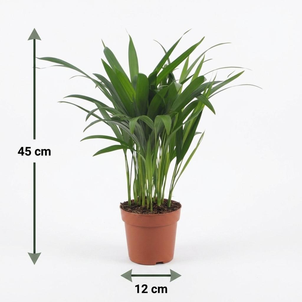 Areca-Palme – Goldfruchtpalme – Dypsis lutescens – Topf Ø12cm – Höhe 45cm – mit grauem Dekotopf – Ansicht 5