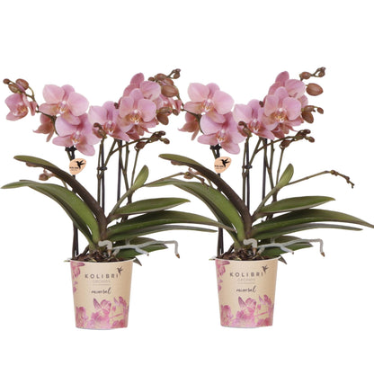 Kolibri Orchids | KOMBI-ANGEBOT mit 4 Phalaenopsis-Orchideen - Treviso - Topfgröße Ø9cm | Blühende Zimmerpflanze - Frisch vom Züchter 