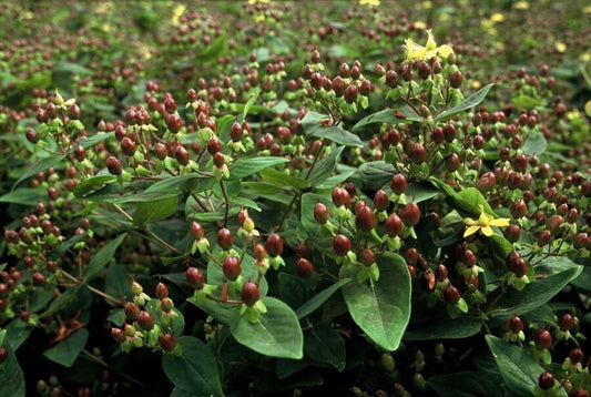 Johanniskraut Hypericum inodorum 'Rheingold' – ↕10-25cm – Ø9cm – 6 Pflanzen – Winterhart, Goldgelbes Laub & Bienenfreundlich 