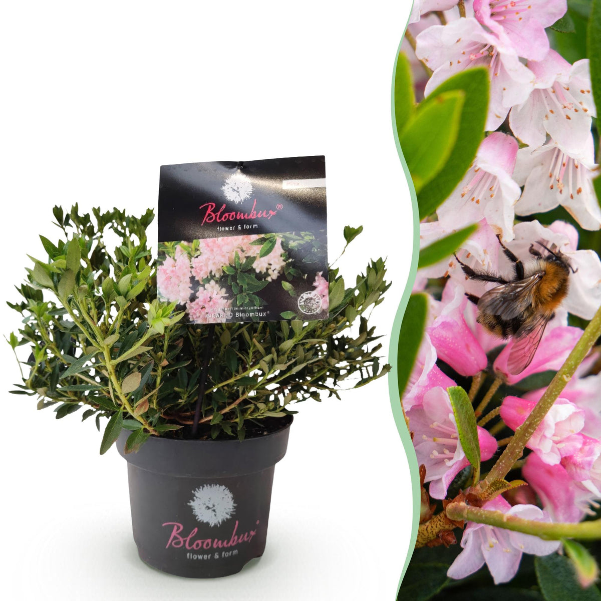 Green boutiQ - Zwerg-Rhododendron - Rhododendron Bloombux Licht Pink - Blühender Buxus - Wenig Pflege - Helle Rosa Blüte - 1 Pflanze - Topf 17 cm - Höhe 30-40 cm 