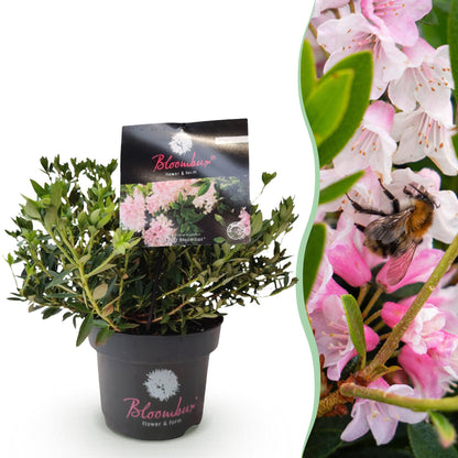 Green boutiQ - Zwerg-Rhododendron - Rhododendron Bloombux Licht Pink - Blühender Buxus - Wenig Pflege - Helle Rosa Blüte - 1 Pflanze - Topf 17 cm - Höhe 30-40 cm 