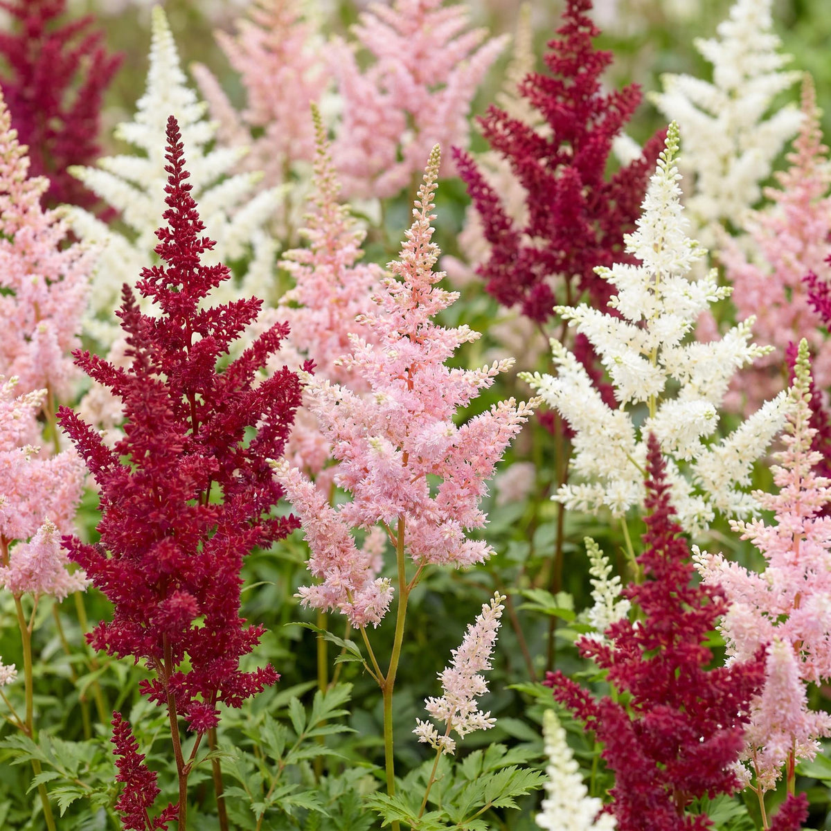 Prachtspiere-Mix (dreifarbig) – Astilbe-Sortenmix – Topf Ø11cm – Bienenfreundliche Staude für Garten & Balkon – Ansicht 5