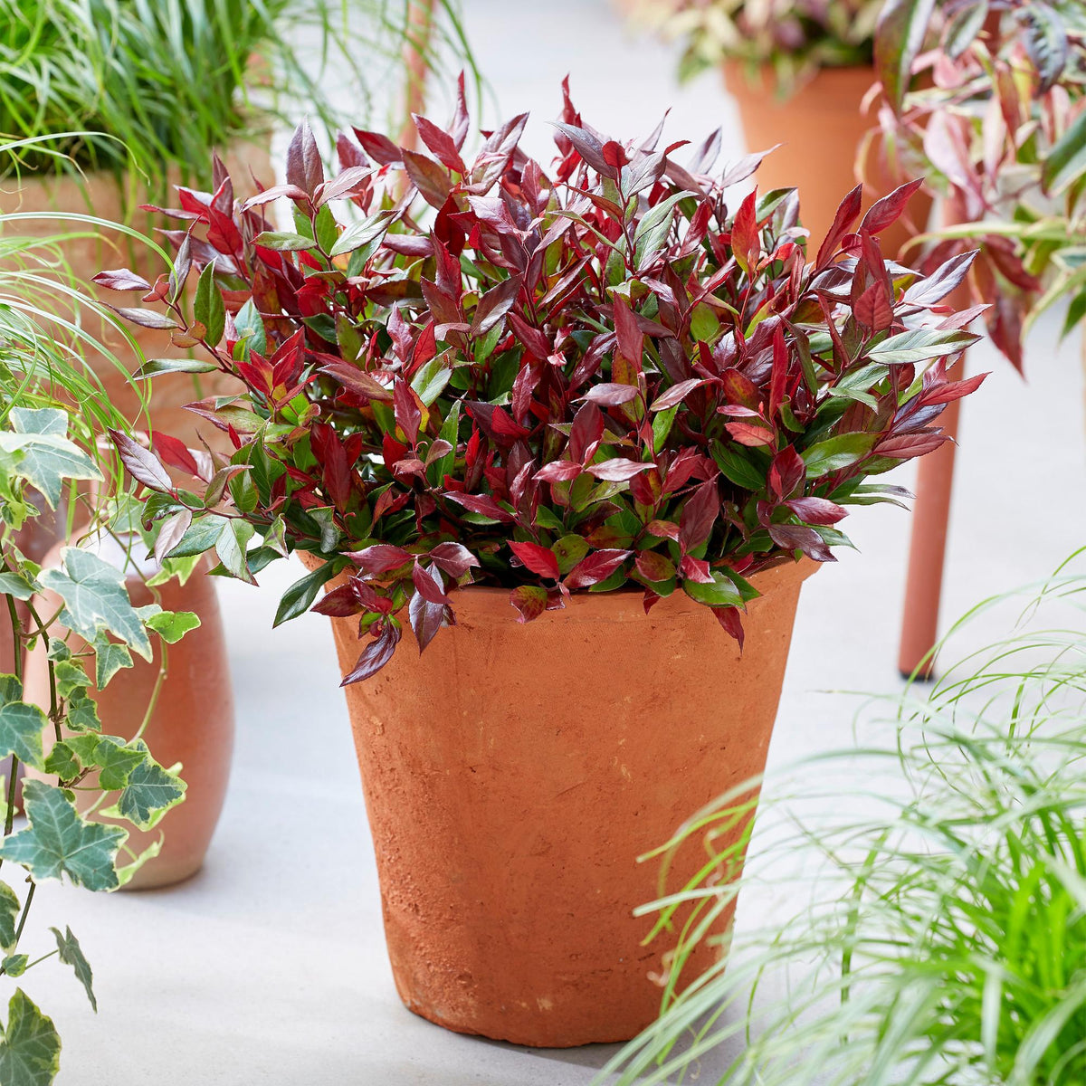 GreenboutiQ - Gartenpflanze - Leucothoe Little Flame - Rot - 1 Pflanze - Immergrün - Wenig Pflege - Topf 17cm Höhe 40cm 