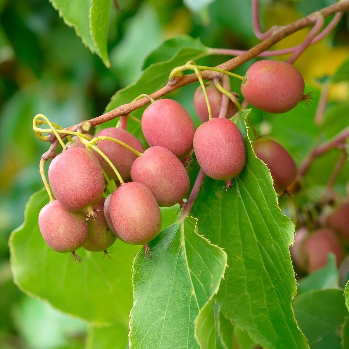 Green boutiQ - Fruchtpflanze - Actinidia arguta Weiki - Kiwi-Pflanze - Männlich - Rote - Lila Früchte - 1 Pflanze - Topf 15cm - Höhe 50cm 