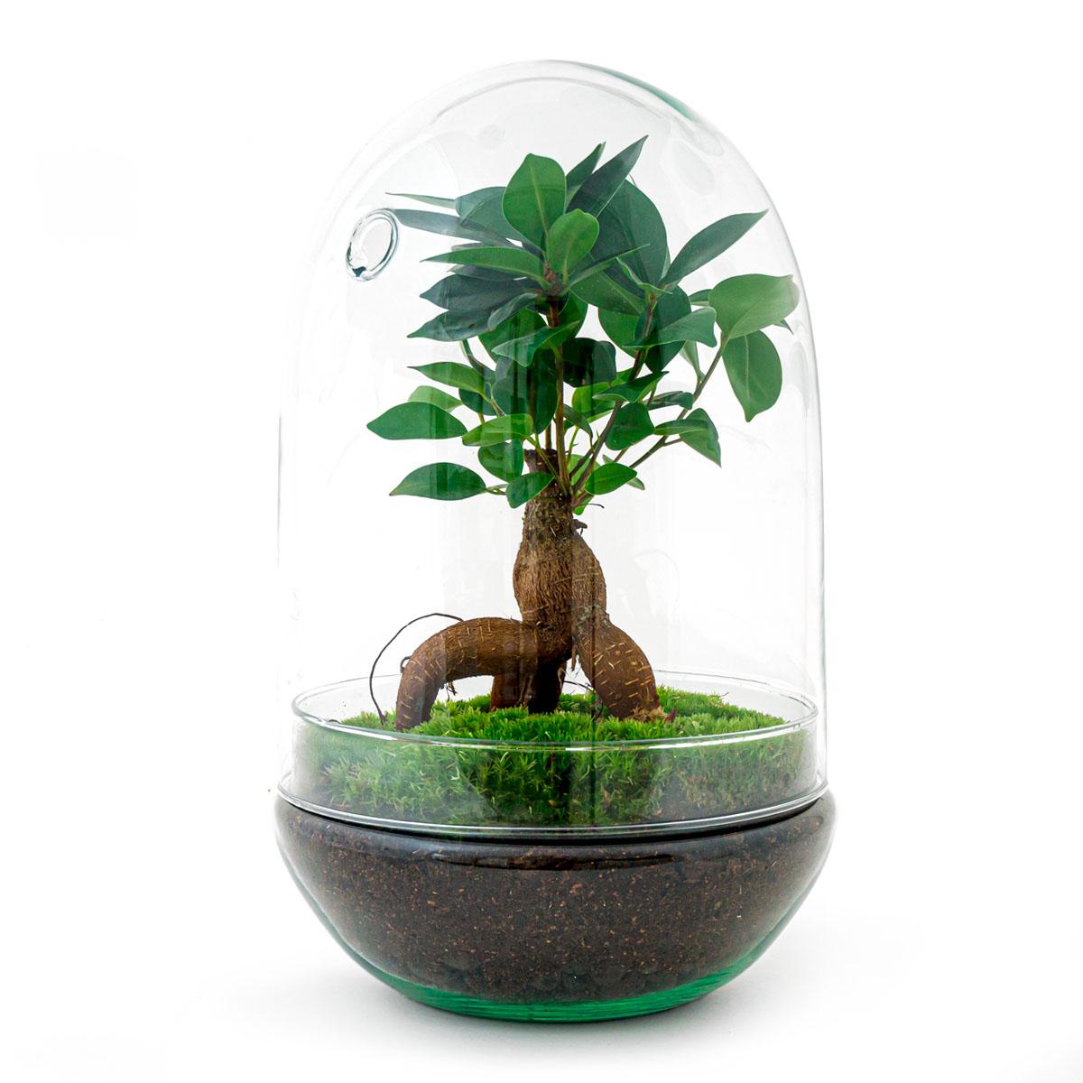 Flaschengarten Egg XL Bonsai – DIY Bausatz Terrarium – ↕30cm – Do-It-Yourself Pflanzen-Set im Glas mit Korkdeckel – Autarkes Mini-Ökosystem – Inkl. Ficus Ginseng Bonsai & Moos – Für Wohnung & Büro 