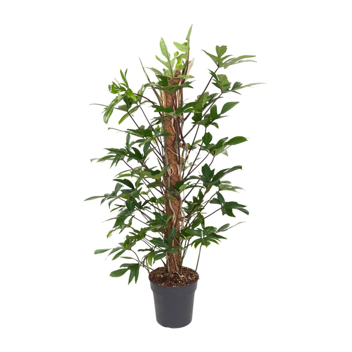 Baumfreund – Philodendron Pedatum – Zimmerpflanze – Ø24 cm – ↕120 cm – Pflegeleicht – Halbschatten – Üppiges grünes Laub 