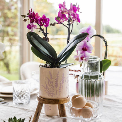Blumentopf - Lavendel - 9cm 