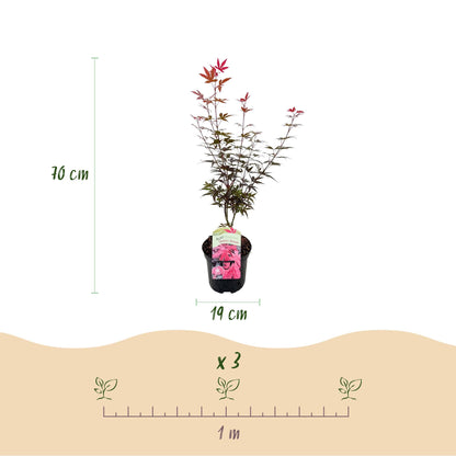 Japanischer Ahorn Acer palmatum 'Skeeter’s Broom' – Lila – Balkon- & Gartenpflanze – Ø19 cm – Ca. 70 cm hoch – Kompakter Zierahorn mit eindrucksvollem Farbspiel 