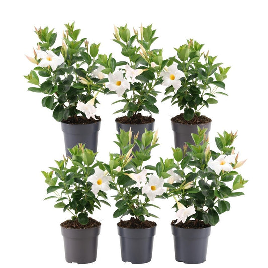 Dipladenia Weiß – Mandevilla White – 6 Pflanzen - Ø12 cm Topf – Ca. 25 cm hoch – Blühfreudige & pflegeleichte Kletterpflanzen – Für Garten, Balkon & Terrasse 