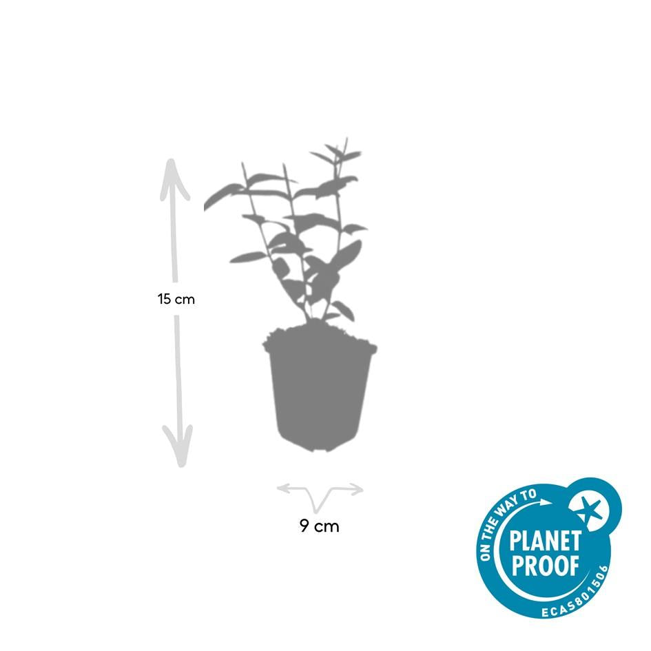 Johanniskraut Hypericum inodorum 'Rheingold' – ↕10-25cm – Ø9cm – 6 Pflanzen – Winterhart, Goldgelbes Laub & Bienenfreundlich 