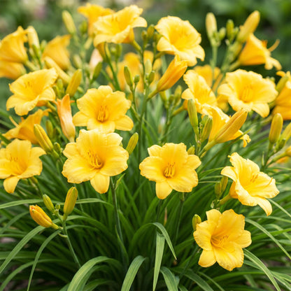 Taglilie 'Stella d' – Hemerocallis 'Stella d'Oro' – Topf Ø11cm – Bienenfreundliche Staude für Garten & Balkon – Ansicht 5