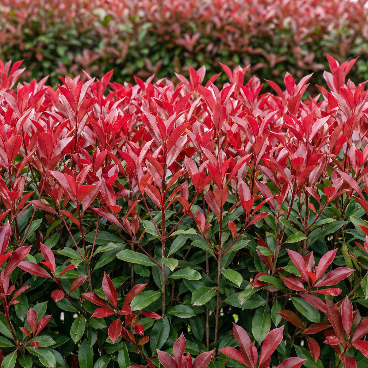 Green boutiQ - Haagplanten - Photinia fraseri Carre Rouge - groen rood  - 6 planten - 1 strekkende meter - groenblijvend - pot 17cm hoogte 55cm 