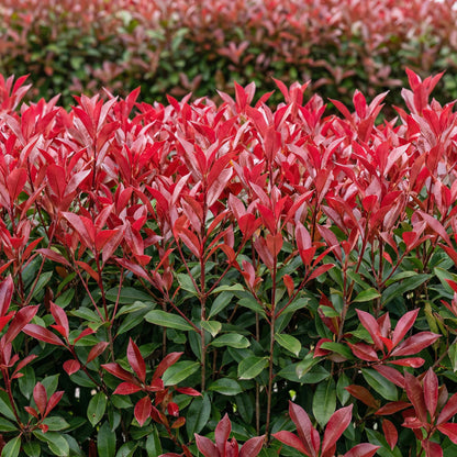 Green boutiQ - Haagplanten - Photinia fraseri Carre Rouge - groen rood  - 6 planten - 1 strekkende meter - groenblijvend - pot 17cm hoogte 55cm 