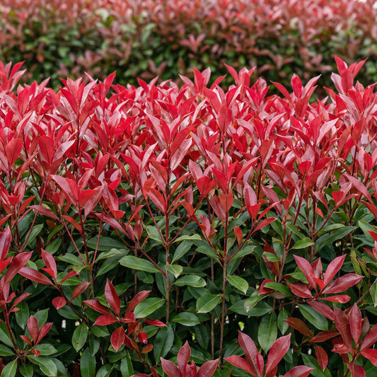 Green boutiQ - Haagplanten - Photinia fraseri Carre Rouge - groen rood  - 6 planten - 1 strekkende meter - groenblijvend - pot 17cm hoogte 55cm 