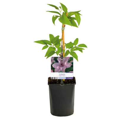 Kletterpflanze Clematis Hagley Hybrid – Rosa Blüten – Wenig Pflege – 2 Pflanzen – 11 cm Höhe 40 cm – Für Garten, Balkon & Pergolen 