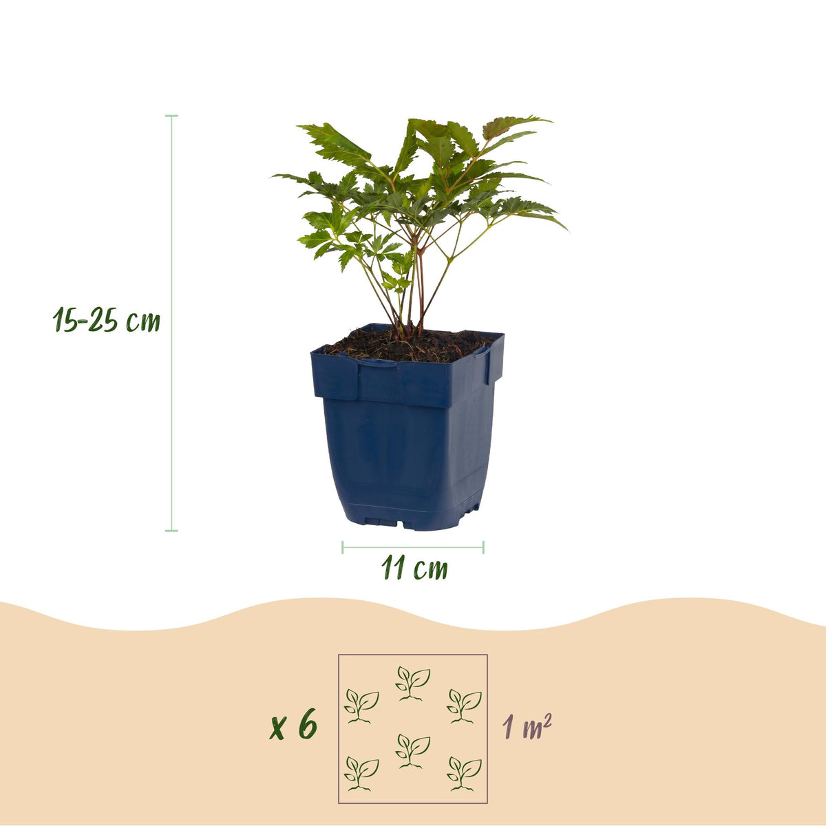 Prachtspiere-Mix (dreifarbig) – Astilbe-Sortenmix – Topf Ø11cm – Bienenfreundliche Staude für Garten & Balkon – Ansicht 3