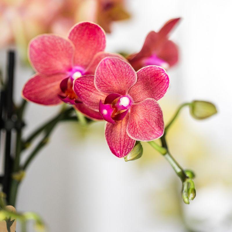 Pflanzenset Rote Phalaenopsis-Orchidee Congo & Sukkulenten – Inklusive keramische Berry Ziertöpfe – Blühende Zimmerpflanzen – Frisch vom Züchter 
