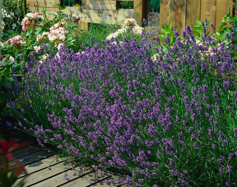 Lavendel Lavandula angustifolia 'Munstead' – ↕10-25cm – Ø9cm – 6 Pflanzen – Kompakter Duft-Lavendel, Tiefviolette Blüten, Bienenfreundlich, Winterhart, Pflegeleicht 