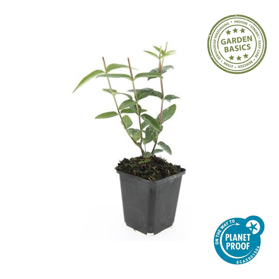 Johanniskraut Hypericum inodorum 'Rheingold' – ↕10-25cm – Ø9cm – 6 Pflanzen – Winterhart, Goldgelbes Laub & Bienenfreundlich 