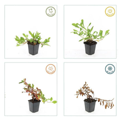 Schneckenknöterich Persicaria aff. 'Darjeeling Red' – ↕10-25cm – Ø9cm – Rotes Laub – Sonne & Halbschatten – Ansicht 27