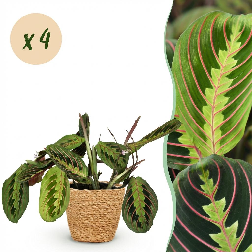 Maranta Fascinator Tricolour Gebetsblatt – 2er Set Zimmerpflanze im Korb Ø12cm Höhe25cm – Haustierfreundliche Grünpflanze – P