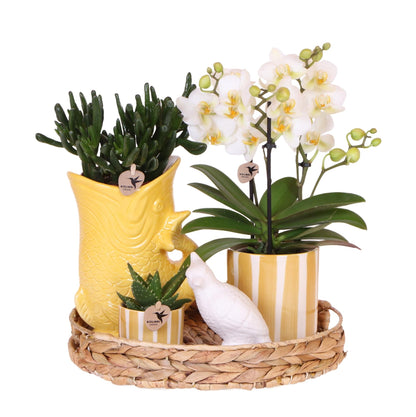Mediterranean Sunset Geschenkset – Pflanzenset mit weißer Orchidee Lausanne & 2 Sukkulenten – In gelben Ziertöpfen & Korbtablett – Urlaubsflair für Zuhause 