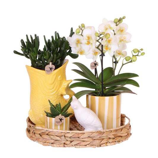 Mediterranean Sunset Geschenkset – Pflanzenset mit weißer Orchidee Lausanne & 2 Sukkulenten – In gelben Ziertöpfen & Korbtablett – Urlaubsflair für Zuhause 