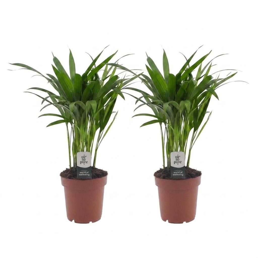 Areca-Palme – Goldfruchtpalme – Dypsis lutescens – 2 Pflanzen – Topf Ø12cm – Höhe 45cm – Ansicht 2