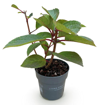 Rispenhortensie Hydrangea paniculata Living Infinity – winterhart – weiß bis hellrosa – 12cm Höhe 20-30cm – kompakter Wuchs, Blüte Spätsommer bis Herbst – für Beet, Hecke, Kübel, Balkon & Terrasse 