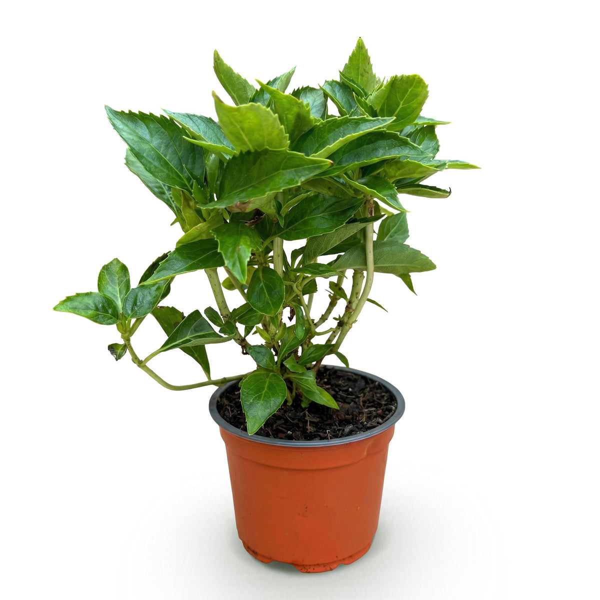 Green boutiQ - Gartenpflanze - Hydrangea macrophylla Rot - Hortensie - Winterhart - Rot - 1 Pflanze - Topf 12cm - Höhe 20-30cm 