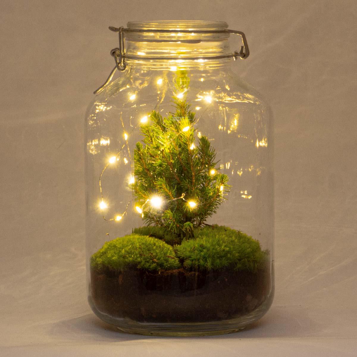 Flaschengarten Christmas – DIY Bausatz Terrarium – ↕28cm – Do-It-Yourself Weihnachts-Terrarium – Mit Mini-Weihnachtsbaum & Moos – Autarkes Ökosystem – Für Wohnung & Büro 