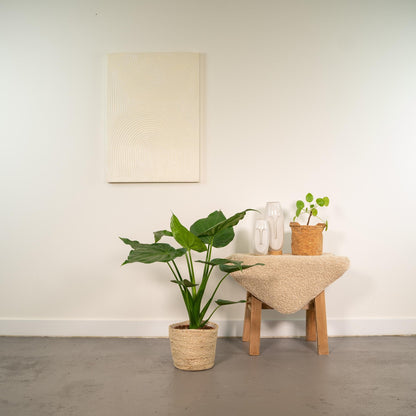 Alocasia Cucullata – Pfeilblatt – Zimmerpflanze – Ø19 cm – ↕65 cm – Mit Korb Selin – Elefantenohr – Luftreinigend – Tropisches Flair 