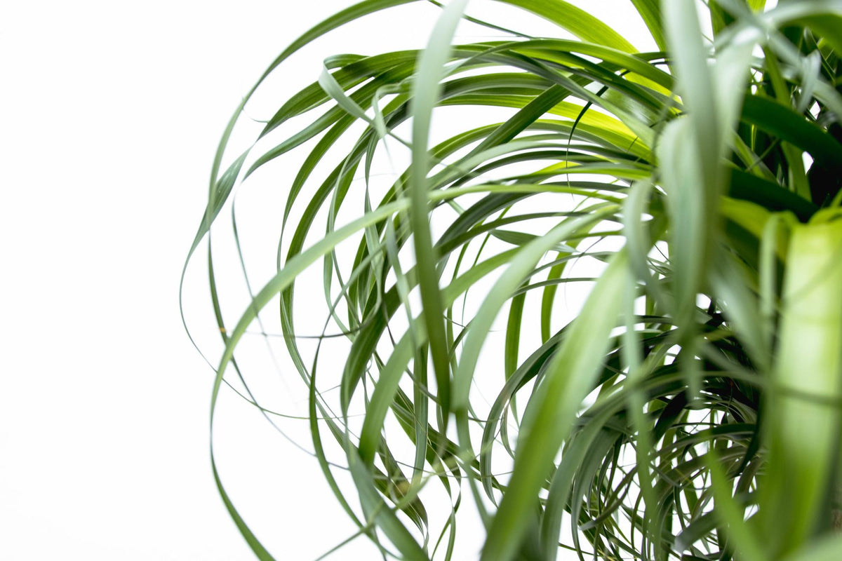 Beaucarnea XXL ca.180-200cm Zimmerpflanze