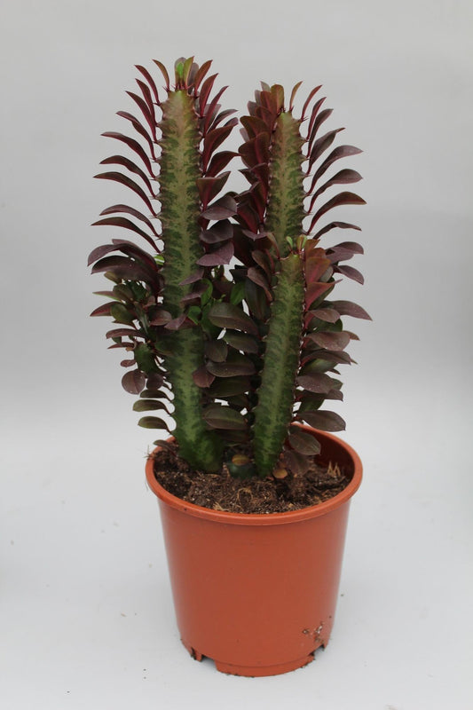 Euphorbia Trigona Rubra – Wolfsmilch – Zimmerpflanze – Ø12cm – ↕40cm – Rote Sukkulente – Pflegeleicht & robust – Für sonnige Innenbereiche 