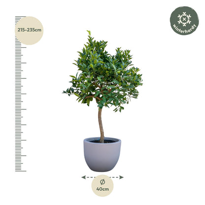 Sinaasappelboom - 200 cm - ø40 