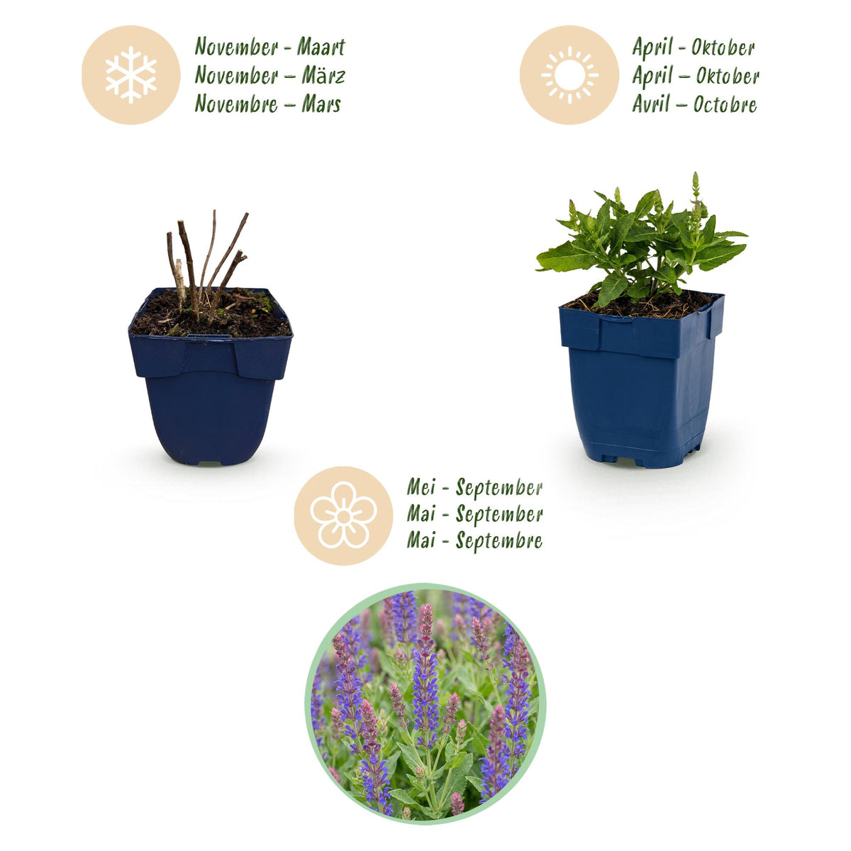 Steppen-Salbei 'Sensation Deep Blue' – Salvia nemorosa 'Sensation Deep Blue' – Topf Ø11cm – Ansicht 4