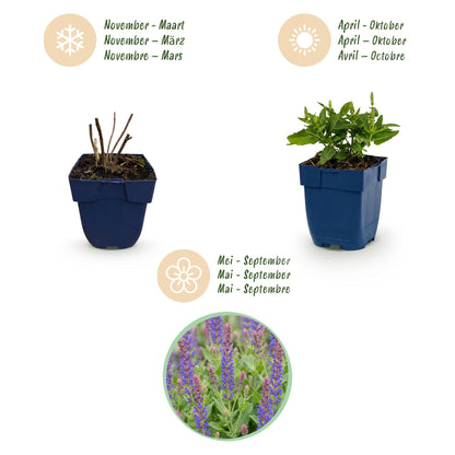 Steppen-Salbei 'Sensation Deep Blue' – Salvia nemorosa 'Sensation Deep Blue' – Topf Ø11cm – Ansicht 4