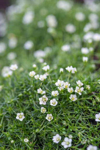 Sagina subulata Irisches Moos – Bodendecker Set Ø9cm – Immergrün & trittfest – Ansicht 13